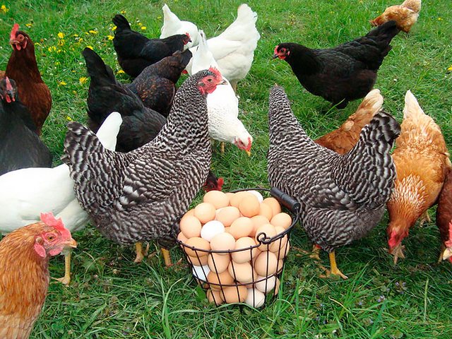Содержание кур и уход за ними | ЗооТом - продажа, вязка и услуги для животных в Городце