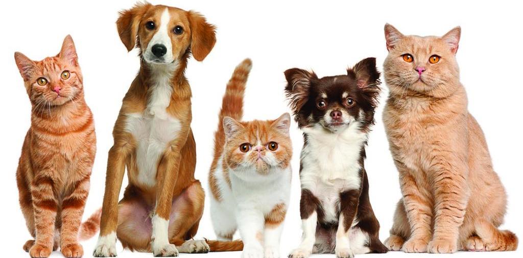 Доска объявлений о животных | ЗооТом - продажа, вязка и услуги для животных в Городце