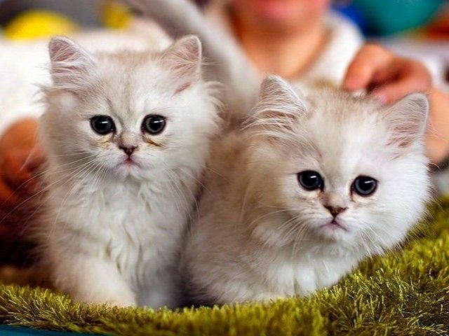 Породы кошек в Городце | ЗооТом портал о животных