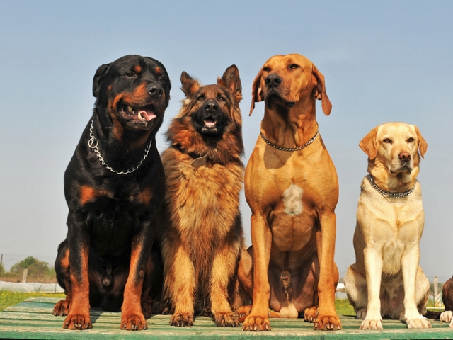 Крупные породы собак в Городце | ЗооТом портал о животных