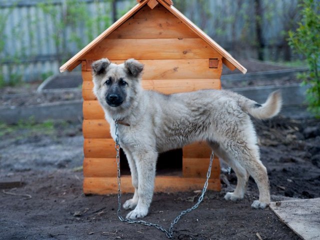 Все о собаках в Городце Все о собаках в Городце